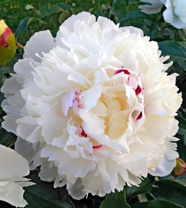 Votaniki Peony Festiva Maxima Roots - Fragrant, Large & Double Blooms, Peony Roots for Planting | Paeonia lactiflora ‘Festiva Maxima’ (Peony) - Spring & Summer Flowers, Easy to Grow