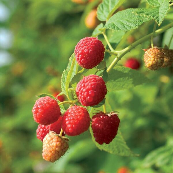 Votaniki Prelude Raspberry Plant - High Yielding Perennial Fruit Plant | Early Ripening, Red Berry, Raspberry Live Plant - Easy to Grow