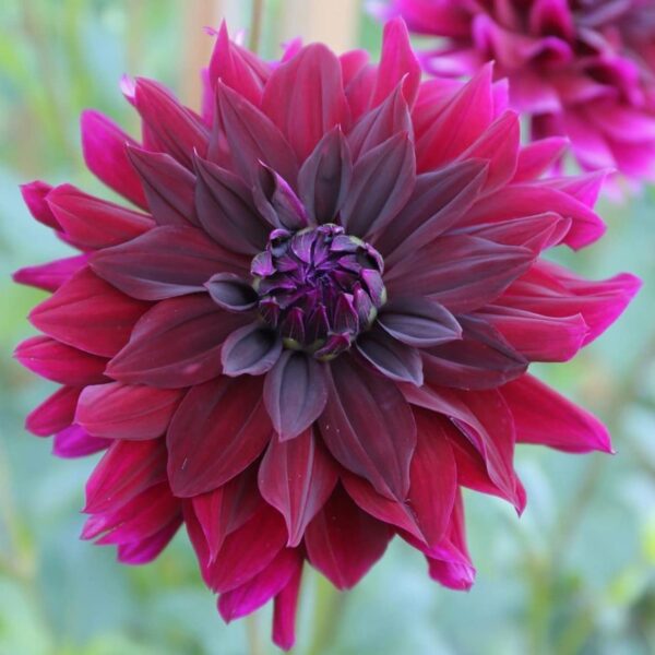 Votaniki Decorative Dahlia Rip City - Attract Pollinators, Large Flower, Perennial Dahlia Rip City Tubers | Dark Red Blooms, Hardy and Easy to Grow