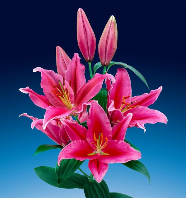 Votaniki Lake Carey Lily - Perennial & Fragrant Flowers, Oriental Lily (Lake Carey) Bulbs | Pink Lily Flower Bulbs - Easy to Grow