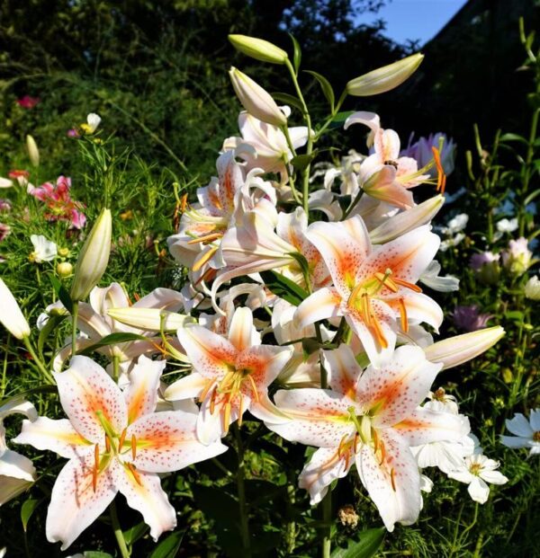 Salmon Star Oriental Lily Bulbs - Perennial, Long Lasting Blooms, Fragrance Lily Flowering Bulbs | Easy to Grow - Perfect for Cut Lily Flower