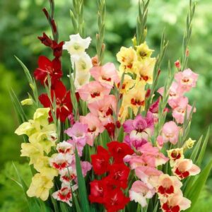 Votaniki Gladiolus Butterfly Mix Bulbs - Perennial Gladiolus, Long Lasting Blooms | Spectacular Flowers, Easy to Grow & Low Maintenance Gladiolus Bulbs for Planting