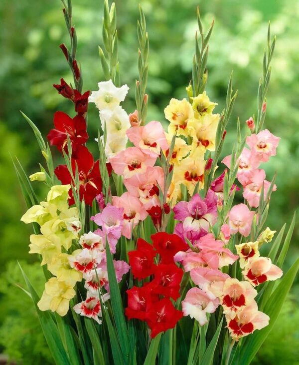 Votaniki Gladiolus Butterfly Mix Bulbs - Perennial Gladiolus, Long Lasting Blooms | Spectacular Flowers, Easy to Grow & Low Maintenance Gladiolus Bulbs for Planting