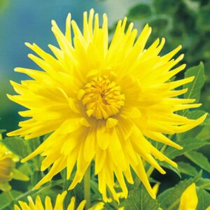 2 Pcs Cactus Dahlias Flowers Bulbs - Yellow Star Top Tuberose Bulbs for Spring Planting Dahlia Dinnerplate Bulbs - Giant Dahlia Bulbs Outdoor Plant