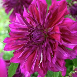 Votaniki Decorative Dahlia Purple Taiheijo - Perennial Dahlia 'Purple Taiheijo' Tubers for Planting | Summer Flowers, Large Dahlia - Easy to Grow