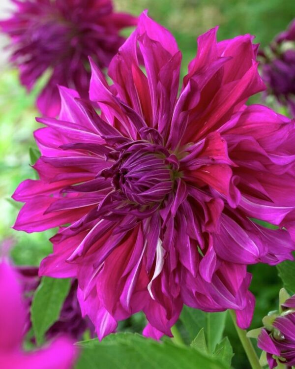 Votaniki Decorative Dahlia Purple Taiheijo - Perennial Dahlia 'Purple Taiheijo' Tubers for Planting | Summer Flowers, Large Dahlia - Easy to Grow