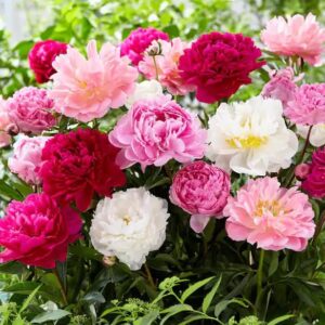 Votaniki Peony Sorbet Mix Bulbs - Assorted Colors Peony | Perfect for Adding Color to Any Garden - Large Flower, Perennial Peony Flowering Bulbs for Planting