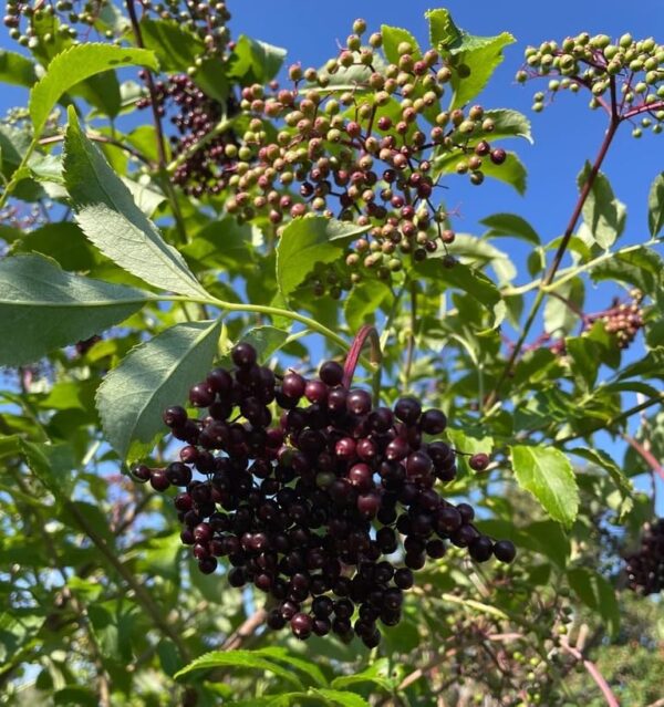 Votaniki York Elderberry - High Yielding Elderberry, Perennial Fruit Plant for Planting | Elderberry (Sambucus Canadensis) Plant- Easy to Grow