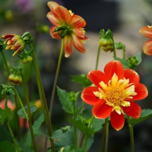 Votaniki Pooh Dahlia Bulbs - Versatile, Long Lasting Blooms, Eye Catching Color Combinations, Perennial Dahlia Flower Bulbs for Planting - Fast Growing & Low Maintenance Dahlia Plant