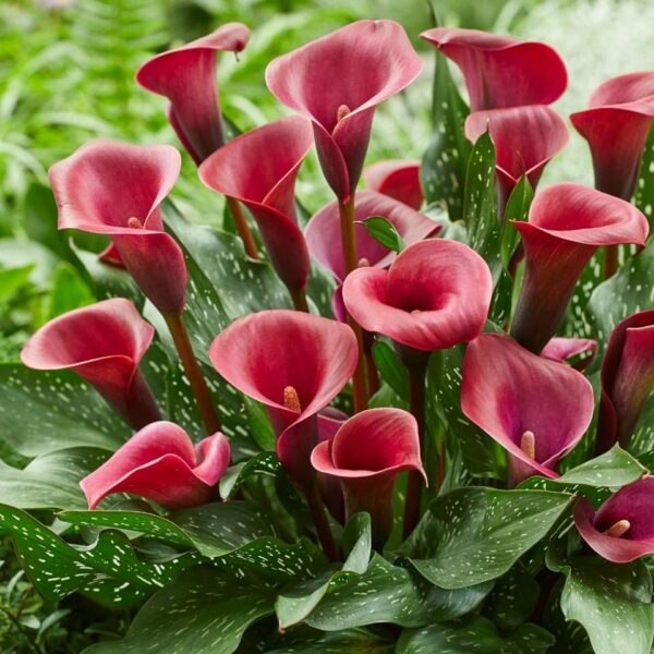 Votaniki Calla Lily Valencia - Long Lasting Blooms, Perennial Calla Lily Bulbs for Ready to Plant | Heat and Drought Tolerant, Red Calla Lily, Summer Flowering Bulbs - Easy to Grow