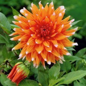 Votaniki Spectacle Dahlia Bulbs - Perennial Dahlia Bulb for Planting, Perfect for Garden Beds and Borders - Long Lasting Blooms, Versatile and Low Maintenance Plants