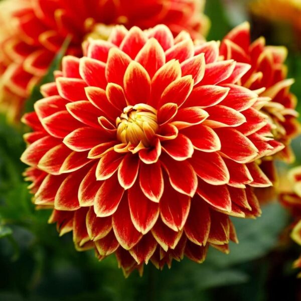 Votaniki Maxime Dahlia Tuber - Perennial, Large Blooms, Dahlia Decorative Maxime Tuber for Planting - Eye Catching Flower - Fast Growing Dahlia, Low Maintenance