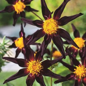 Votaniki Verrone's Obsidian Dahlia Bulbs - Perennial Dahlia, Long Lasting Blooms, Easy to Grow | Large Flowering Dahlia Bulbs for Planting