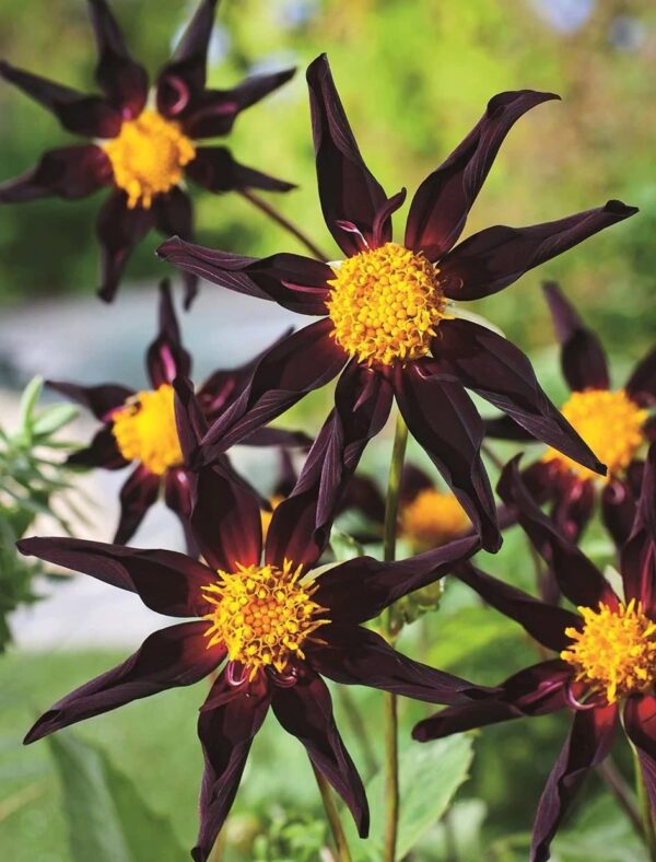 Votaniki Verrone's Obsidian Dahlia Bulbs - Perennial Dahlia, Long Lasting Blooms, Easy to Grow | Large Flowering Dahlia Bulbs for Planting