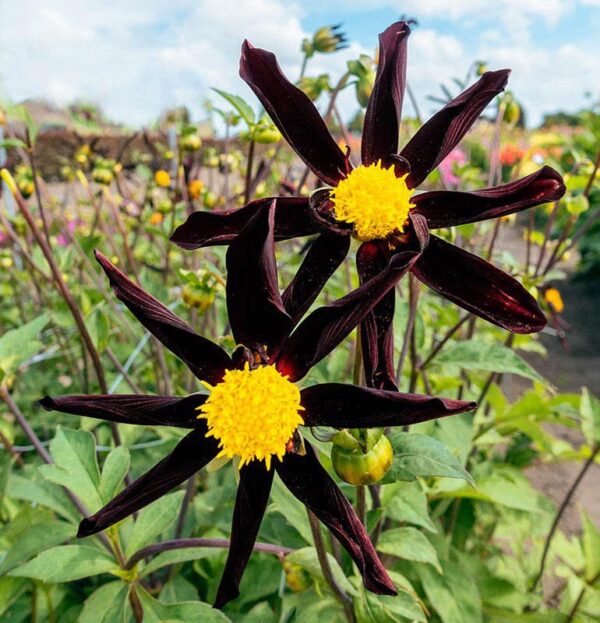 Votaniki Verrone's Obsidian Dahlia Bulbs - Perennial Dahlia, Long Lasting Blooms, Easy to Grow | Large Flowering Dahlia Bulbs for Planting