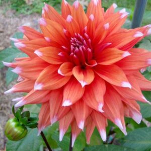 Votaniki Dahlias Orange & White Bulb Flowering Plant - Spectacular Dahlias Flowering Bulbs for Fall Planting Perennial Flower Bulbs Orange Bulb White Flower - Live Plants Outdoor Dahlias Flowers Bulbs