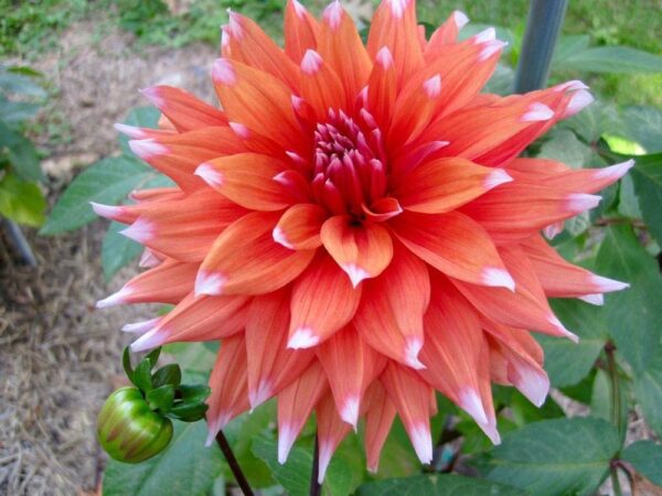 Votaniki Dahlias Orange & White Bulb Flowering Plant - Spectacular Dahlias Flowering Bulbs for Fall Planting Perennial Flower Bulbs Orange Bulb White Flower - Live Plants Outdoor Dahlias Flowers Bulbs