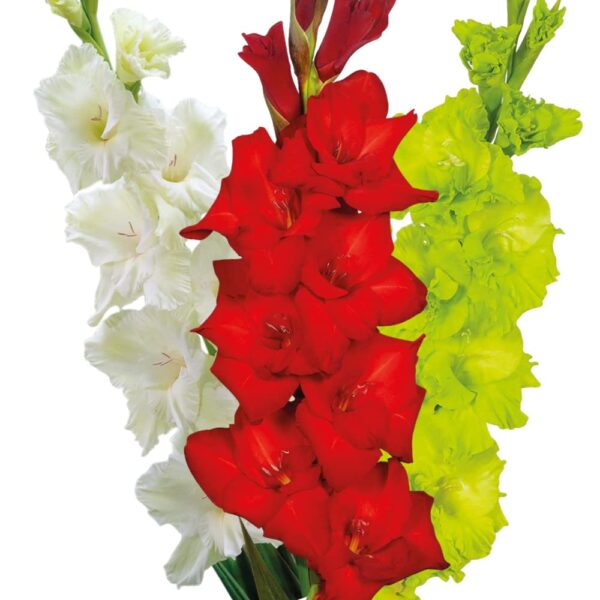 Votaniki Red, White, & Green Gladiolus Mix Bulbs - Perennial, Large Blooms, Versatile Gladiolus Flower Bulbs for Planting - Low Maintenance & Easy to Grow