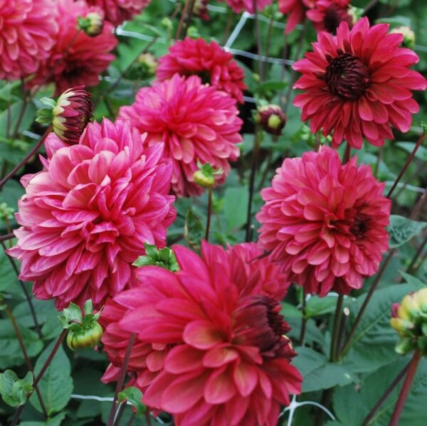 Votaniki Bacardi Dahlia Bulbs - Beautiful Garden All Season Long | Perennial Dahlia, Large Blooms, Premium Bacardi Dahlia Bulbs for Planting - Easy to Grow