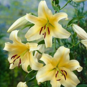 Votaniki Honeymoon Trumpet Lily Bulbs - Large and Fragrant Blooms, Long Lasting Blooms, Perennial Lily Bulbs - Perfect Addition for Any Garden