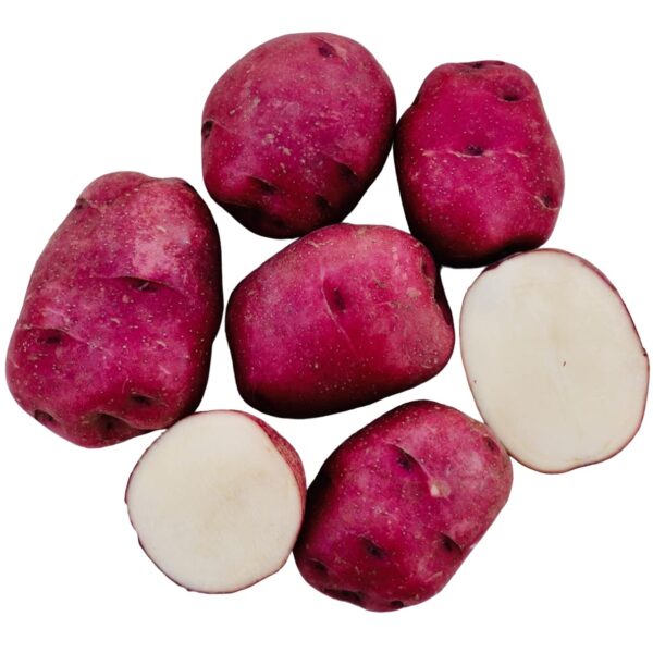 Votaniki Red Norland Potato Seed - Versatile, Early Maturing, Flavorful | High Yielding Potato Seed for Home Gardeners and Farmers