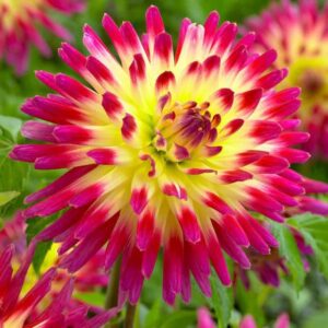 Votaniki Tahiti Dahlia Bulbs for Planting - Perennial Dahlia Bulbs, Large, Vibrant Blooms for a Long-Lasting Garden Display