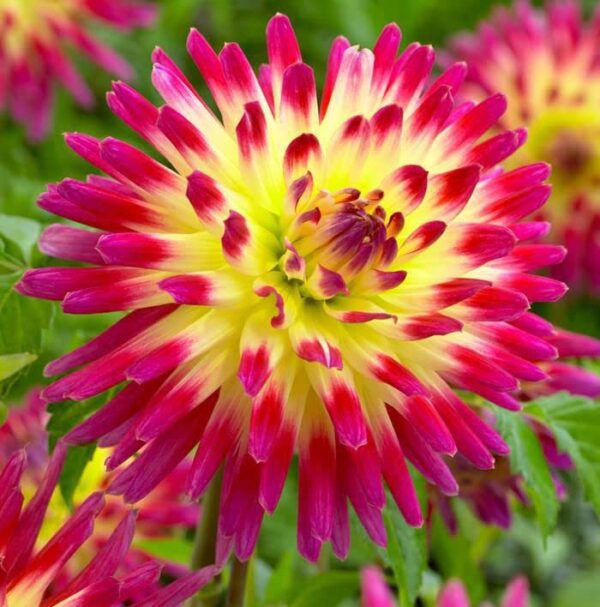 Votaniki Tahiti Dahlia Bulbs for Planting - Perennial Dahlia Bulbs, Large, Vibrant Blooms for a Long-Lasting Garden Display