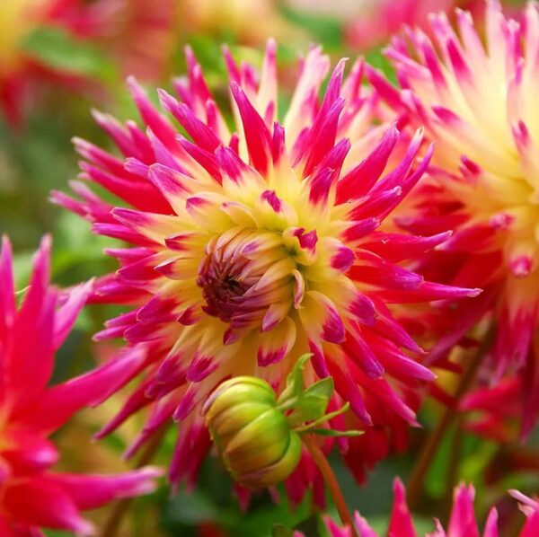 Votaniki Cactus Tahiti Sunrise Dahlia Bare Roots - Perennial, Large Bloom Dahlia, Easy to Grow | Tahiti Sunrise Dahlia Bare Root for Planting