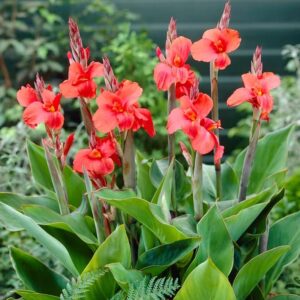 Votaniki Miss Oaklahoma Giant Canna - Showy Pink Flowers, Perennial Canna Lily Bare Root for Planting | Canna X Generalis 'Miss Oklahoma' - Easy to Grow