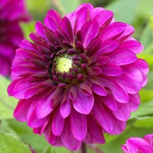 Votaniki Decorative Dahlia Lilac Bull - Perennial Dahlia 'Lilac Bull' Tubers Ready to Planting | Fully Double Lilac Purple Flower, Dahlia Tuber - Easy to Grow