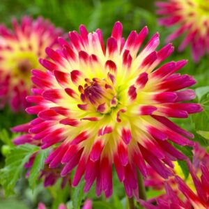 Votaniki Cactus Tahiti Sunrise Dahlia Bare Roots - Perennial, Large Bloom Dahlia, Easy to Grow | Tahiti Sunrise Dahlia Bare Root for Planting