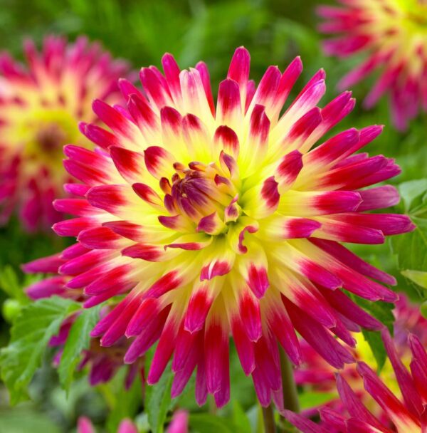 Votaniki Cactus Tahiti Sunrise Dahlia Bare Roots - Perennial, Large Bloom Dahlia, Easy to Grow | Tahiti Sunrise Dahlia Bare Root for Planting