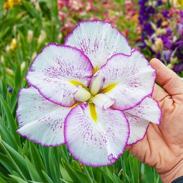 Votaniki Dinnerplate Tiramisu Iris Rhizomes - Perennial & Earliest Blooming Japanese Iris (Iris ensata 'Tiramisu') Rhizomes for Planting | Early Summer Flowers, Easy to Grow