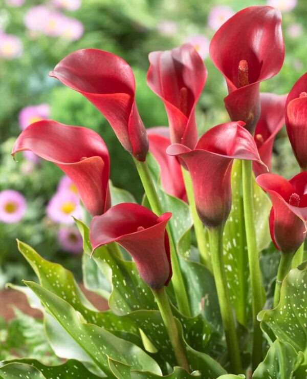 Votaniki Calla Lily Valencia - Long Lasting Blooms, Perennial Calla Lily Bulbs for Ready to Plant | Heat and Drought Tolerant, Red Calla Lily, Summer Flowering Bulbs - Easy to Grow