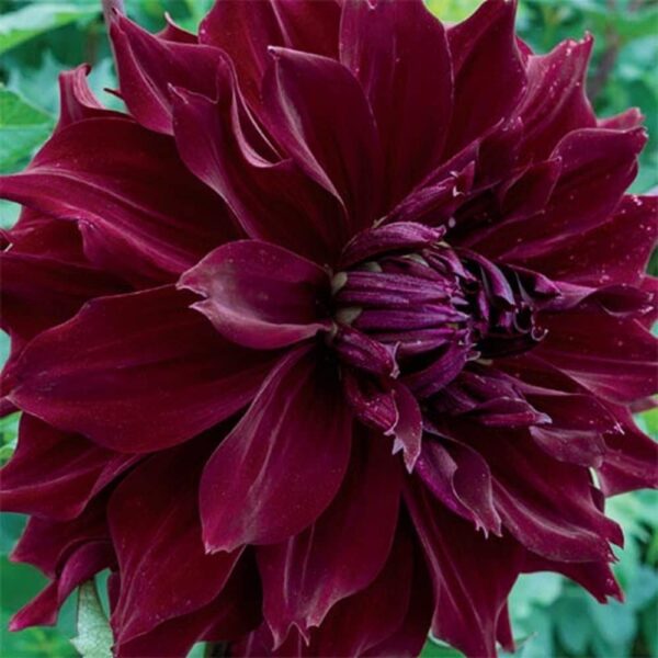 Votaniki Dinnerplate Dahlia Mingus Alex - Long Lasting Blooms, Perennial Alex Mingus Dahlia Bare Root Ready to Plant | Easy to Grow & Low Maintenance