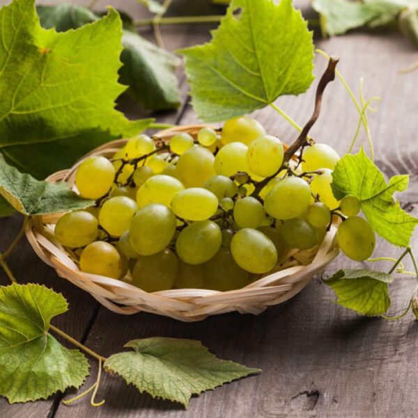 Votaniki Lakemont Seedless Grape Bare Root - Perennial, Long-Lived, Sweet and Juicy Grapes Bare Roots for Planting I Easy to Grow Grapes Plant, 1-2 Year Old