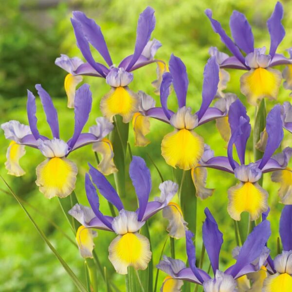 Votaniki Montecito & Miss Saigon Iris Mix Bulbs - Perennial Dutch Iris, Fragrant Blooms | Spring Flowering 15x Montecito and 15x Miss Saigon Iris Bulbs - Easy to Grow