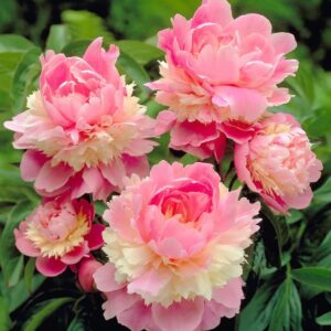 Votaniki Sorbet Peony Bare Root for Planting - Fragrant and Long Lasting Blooms, Perennial Peony | Stunning Flowers and Easy Grow