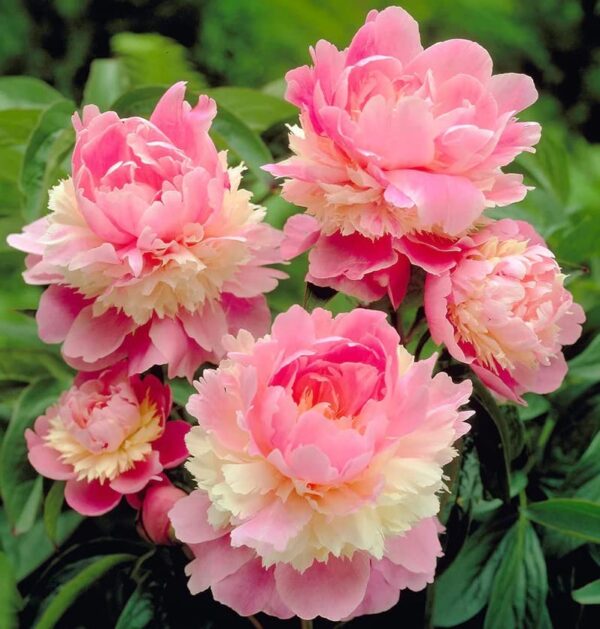 Votaniki Sorbet Peony Bare Root for Planting - Fragrant and Long Lasting Blooms, Perennial Peony | Stunning Flowers and Easy Grow