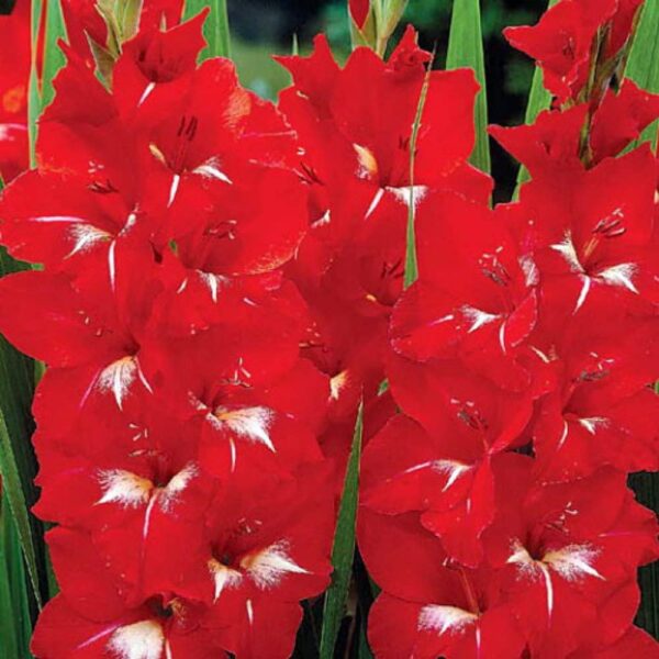 Votaniki 5Pcs Red Flower Bulbs Perennial Plants Traderhorn Spectacular Flowering Bulbs Perennial - Gladiolus Bulbs for Planting Dark Red & White Gladiolus Flower Bulbs Sword Lily Bulbs for Outdoors