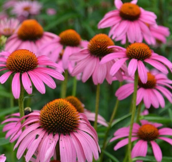 Votaniki Magnus Coneflower Bare Root - Echinacea Purpurea Flowering Root for Planting - Perennial Plant | Easy to Grow - Pink Coneflower