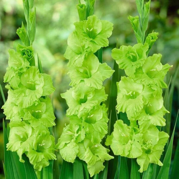 Votaniki Red, White, & Green Gladiolus Mix Bulbs - Perennial, Large Blooms, Versatile Gladiolus Flower Bulbs for Planting - Low Maintenance & Easy to Grow