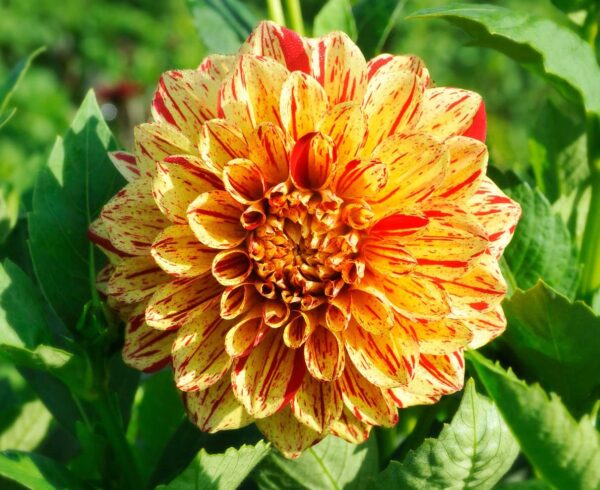 Votaniki Painted Madam Dahlia Bulbs for Planting - Perennial Dahlia, Vibrant Long-Lasting Blooms | Unique and Eye-catching Dahlia Flowering Bulbs