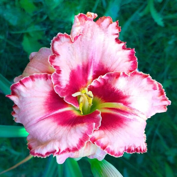 Votaniki Lipstick Daylily Large Roots - Perennial, Long Lasting Blooms, Rare Daylily Roots for Planting - Adaptable and Easy to Care - Versatile Plant for Any Garden Setting