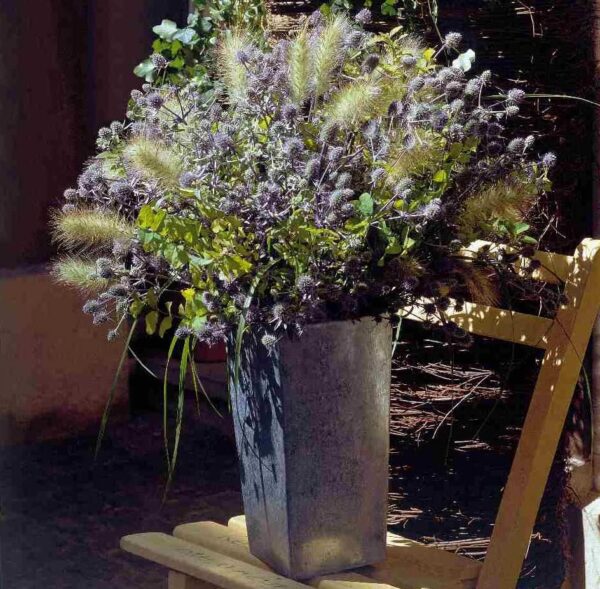 Votaniki Blue Glitter Sea Holly - Perennial Sea Holly Starter Plant 2-Inch Pot | Create a Dazzling Garden Display with Blue Glitter Sea Holly's Blooms