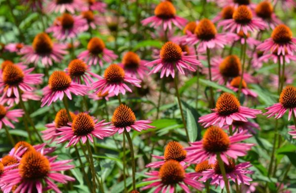 Votaniki Magnus Coneflower Bare Root - Echinacea Purpurea Flowering Root for Planting - Perennial Plant | Easy to Grow - Pink Coneflower