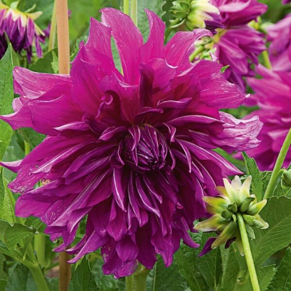 Votaniki Decorative Dahlia Purple Taiheijo - Perennial Dahlia 'Purple Taiheijo' Tubers for Planting | Summer Flowers, Large Dahlia - Easy to Grow