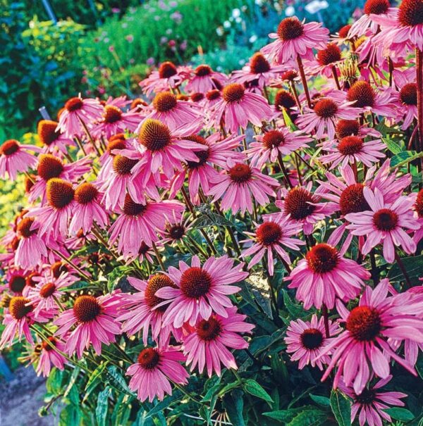 Votaniki Magnus Coneflower Bare Root - Echinacea Purpurea Flowering Root for Planting - Perennial Plant | Easy to Grow - Pink Coneflower