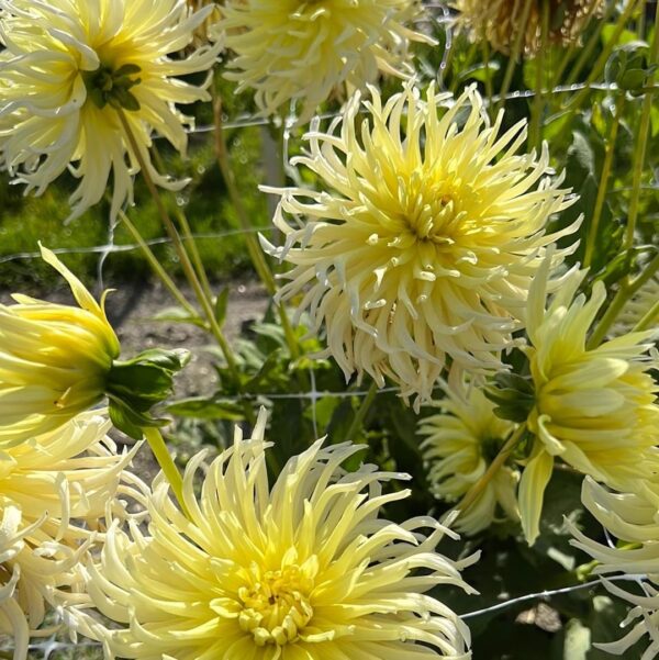 Votaniki Dahlia Cactus Yellow Star - Perennial Yellow Dahlia, Large Flowering Dahlia Tuber for Planting | Summer/Fall Flowers, Dahlia Tubers - Easy to Grow