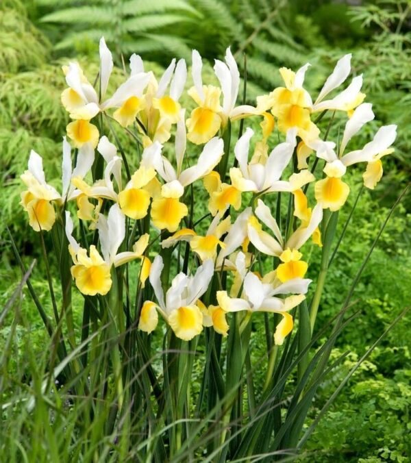 Votaniki Montecito & Miss Saigon Iris Mix Bulbs - Perennial Dutch Iris, Fragrant Blooms | Spring Flowering 15x Montecito and 15x Miss Saigon Iris Bulbs - Easy to Grow